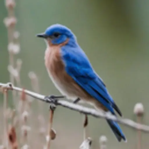 Original Blurry Bird